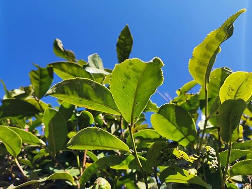 20 Pcs Camellia Sinensis Seeds