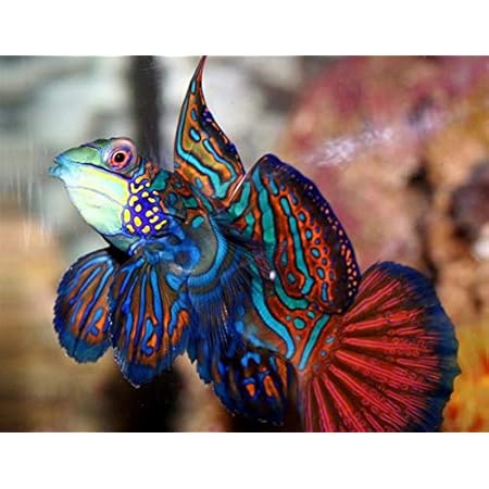 Amazon 海水魚 マンダリン ｓ ｍサイズ １匹 北海道 九州航空便要保温 Charm チャーム 観賞魚 水中生物 通販