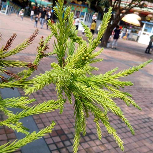 DFBTYG Egrow 60 Pcs/Pack Cryptomeria Fortunei Tree Seeds Cryptomeria Fortunei Tree Plant Cryptomeria Fortunei Arborvitae Grow
