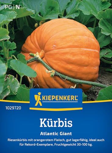 Kiepenkerl Kürbissamen Atlantic Giant 1029720 - Riesenkürbis - orangerot - gut lagerfähig - ideal für Rekord Exemplare - Saatgut, Samen Gemüse, Gemüsepflanzen