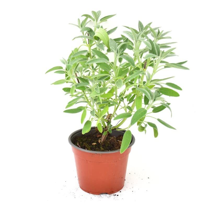 Salvia Natural Planta con Propiedades Beneficiosas