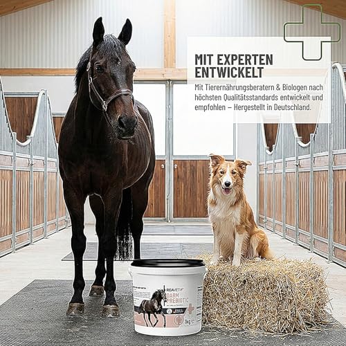 ReaVET Darm Prebiotic 3kg für Pferde zur Unterstützung der Darmflora & Verdauung - Magen Darm Pferd, Natürliche Darmkur, Getreidefreies Naturprodukt ohne Zusätze