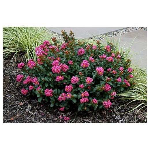 Pocomoke Miniature Crape Myrtle