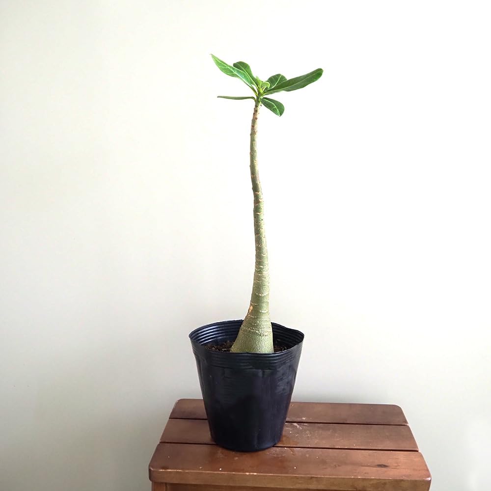 アデニウム　ブラック ザ・ファームセレクト]アデニウム ：アラビカム ブラックスキン