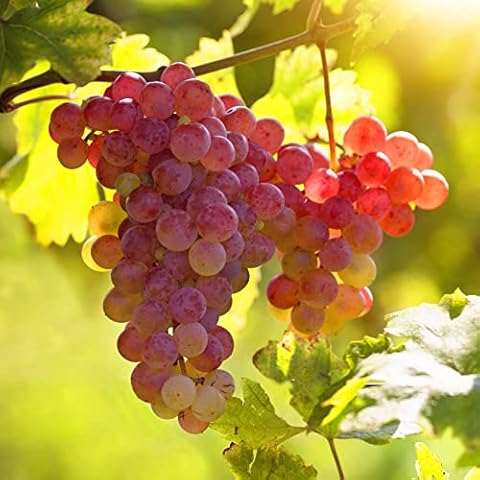 Grape Vine Plants ‘Strawberry’ Red Dessert Grapes Cover