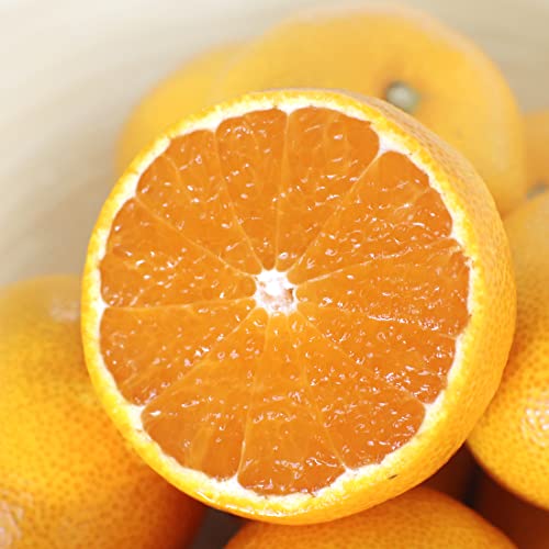 ݂ Lc (Lc ݂ (ō:ԏGESME5kg)c)