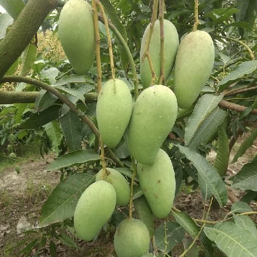 See full amazon price history chart for Original Thai Catimon Katimon Mango Plant All Time Sweet Mango Grafted Fruit Live Plants & Tree (Size: 1.5-2 Ft) Pack Of 1 All time mango/Baromasi mango fruit plant Original Thai Catimon Katimon Mango Plant All Time Sweet Mango Grafted Fruit Live Plants & Tree (Size: 1.5-2 Ft) Pack Of 1 All time mango/Baromasi mango fruit plant (B0CL2HPP1D) Amazon Price History, Amazon Price Tracker