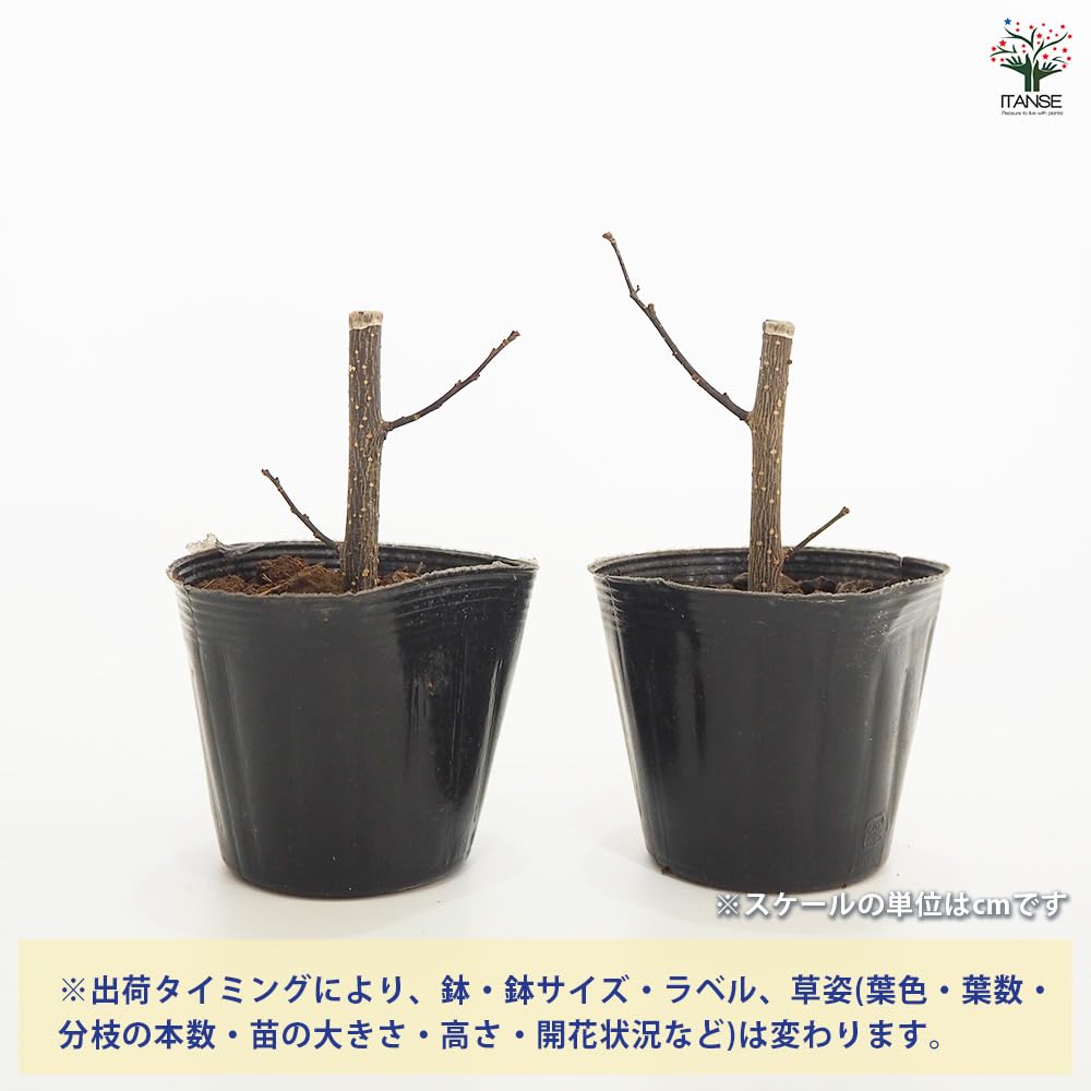 Amazon.co.jp: ITANSE 山椒の苗木 品種：朝倉山椒 3.5号 2