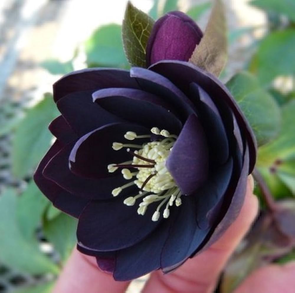 Amazon | 松村ナーセリー・実生選抜苗 クリスマスローズ ダブル