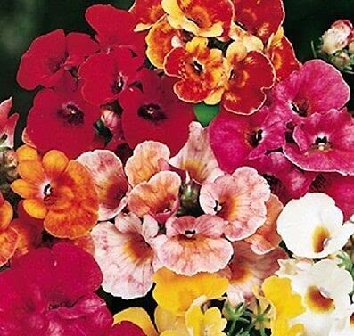 Are nemesia poisonous to dogs