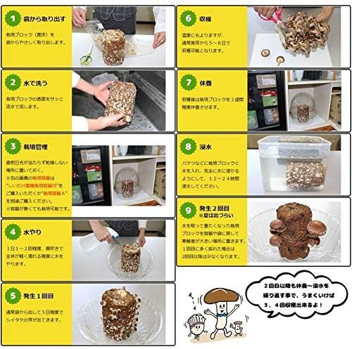 森のきのこ倶楽部 もりのしいたけ農園 栽培キット (しいたけ栽培/家庭菜園/説明書付き) キノコ栽培 しいたけ (自由研究/食育/おうち時間) プレゼント ギフト (f.栽培容器セット) 5枚目