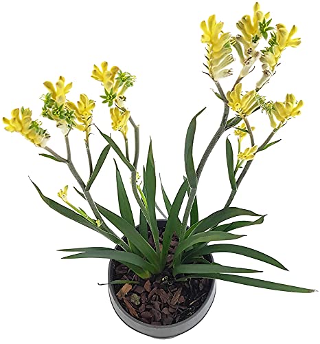 Känguruhpfötchen - Anigozanthos - pflegeleichte Zimmerpflanze - für warme Monate Terrasse/Balkon möglich - Kangaroo Paw Australiens Schönheit für zu Hause (Gelb)