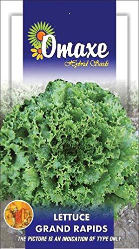 Lettuce Imported Grand Rapids Leafy type Exotic Seeds Kitchen Garden Packet (B07MCCZBJ7) Amazon Price History, Amazon Price Tracker