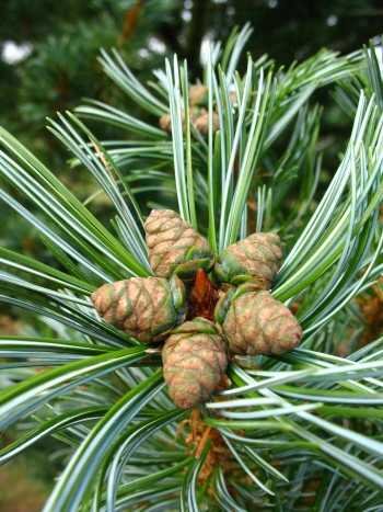 japanische Mädchenkiefer Pinus parviflora Glauca 40-50 cm hoch mit Ballen