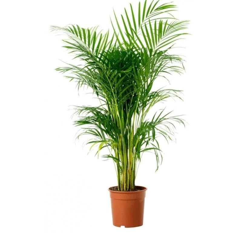 Areca Palm Plant – Natural Air Purifier – Indoor & Outdoor Organic Plant – Stylish Home & Office Décor – Fresh Live Plant Without Pot