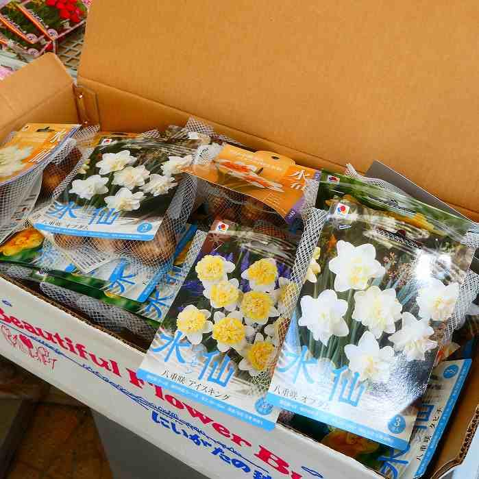 Amazon | 水仙 球根 八重咲き レプリート 3球入り スイセン 春咲き 秋