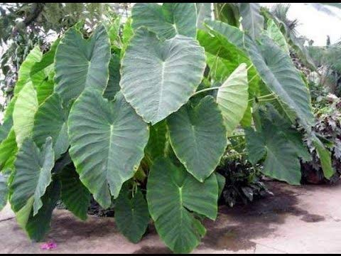 3 Large Colocasia Esculenta Elephant Ear Edoe Bulbs Tuber Plant Eddoe Eddo  Root