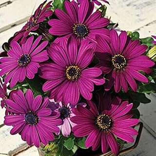 A1 : Osteospermum Ecklonis Seeds 100Pcs South African Marigold Flower Half Hardy Perennial Home Garden Bonsai Plant