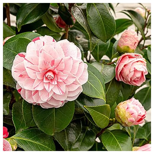 Camellia Japonica Bonomiana Evergreen Flowering Hardy Garden Shrub Plant in Pot (9cm Pot, 20-30cm)