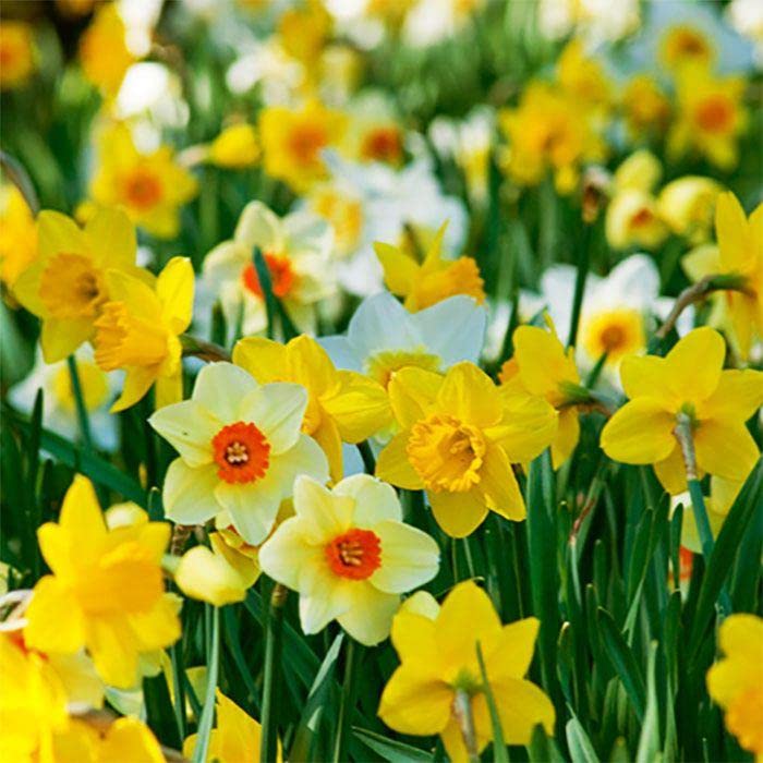 Blue Magic Design 30 Dwarf Daffodil Narcissus Mix Garden Bulb Autumn Growing Spring Flowering Corm