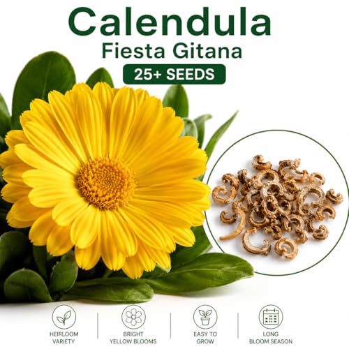 Image of Calendula Fiesta Gitana Flower Seeds Pack of 25 Plus Seeds Yellow Orange Double Petal Winter Seasonal Flower Seeds for Home Garden Balcony Pots Outdoor Gardening