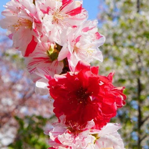 Amazon | 花桃 苗 【3色咲きの花桃 源平枝垂れ桃（げんぺい