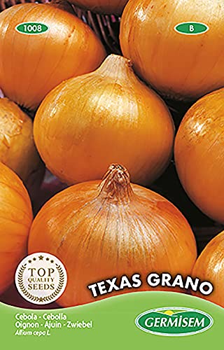 Oignon Texas Grano