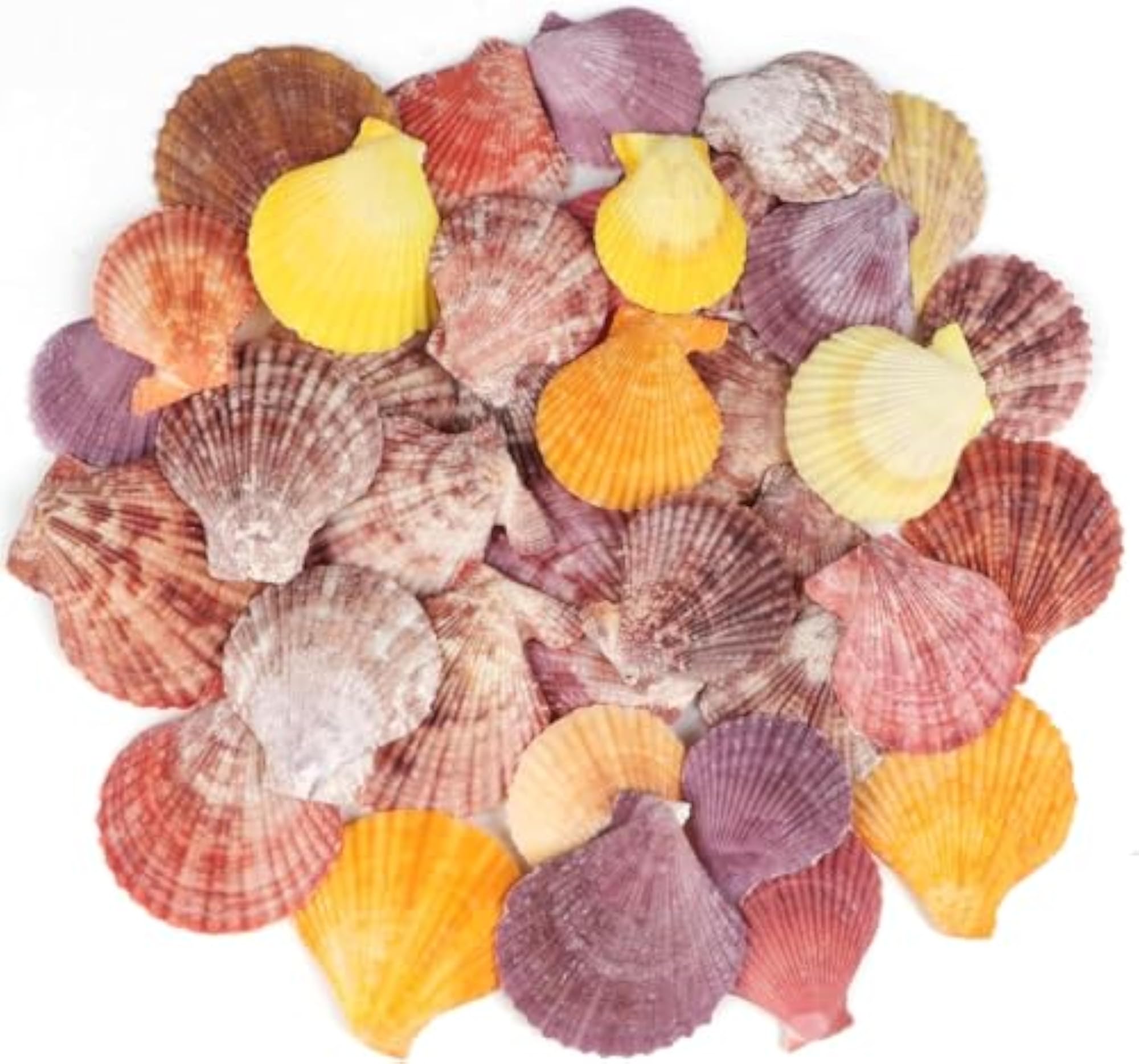 NIVIP Scallop Seashells for Aquarium and Craft Projects