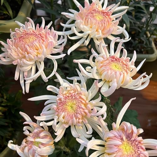 Semi di crisantemo, regali sostenibili Semi di perenni Le da giardino roccioso sono resistenti semi di Le da giardino sono 150pcs