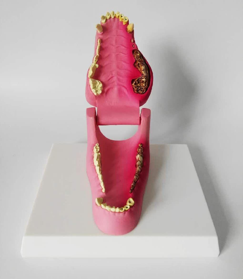 Buy UIGJIOG Dog Jawtooth Model Canine Pathological Tooth Decay