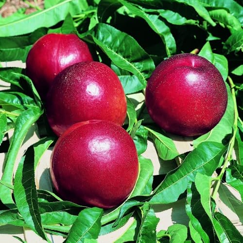 Planta Frutal Melocotón Nogal Venus En Jarrón 24 Edad 3/4 Años (Foto Real)