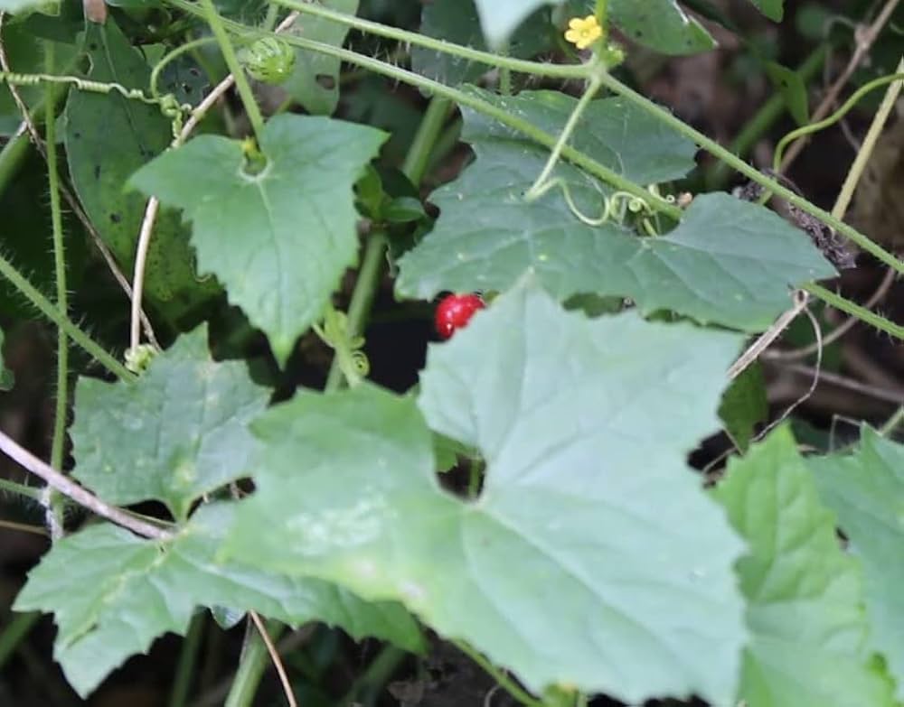 Oltoy olkasining Volchixa shahrida jinsiy aloqa qilish Men uyda xotinimning it uslubini suratga oldim.