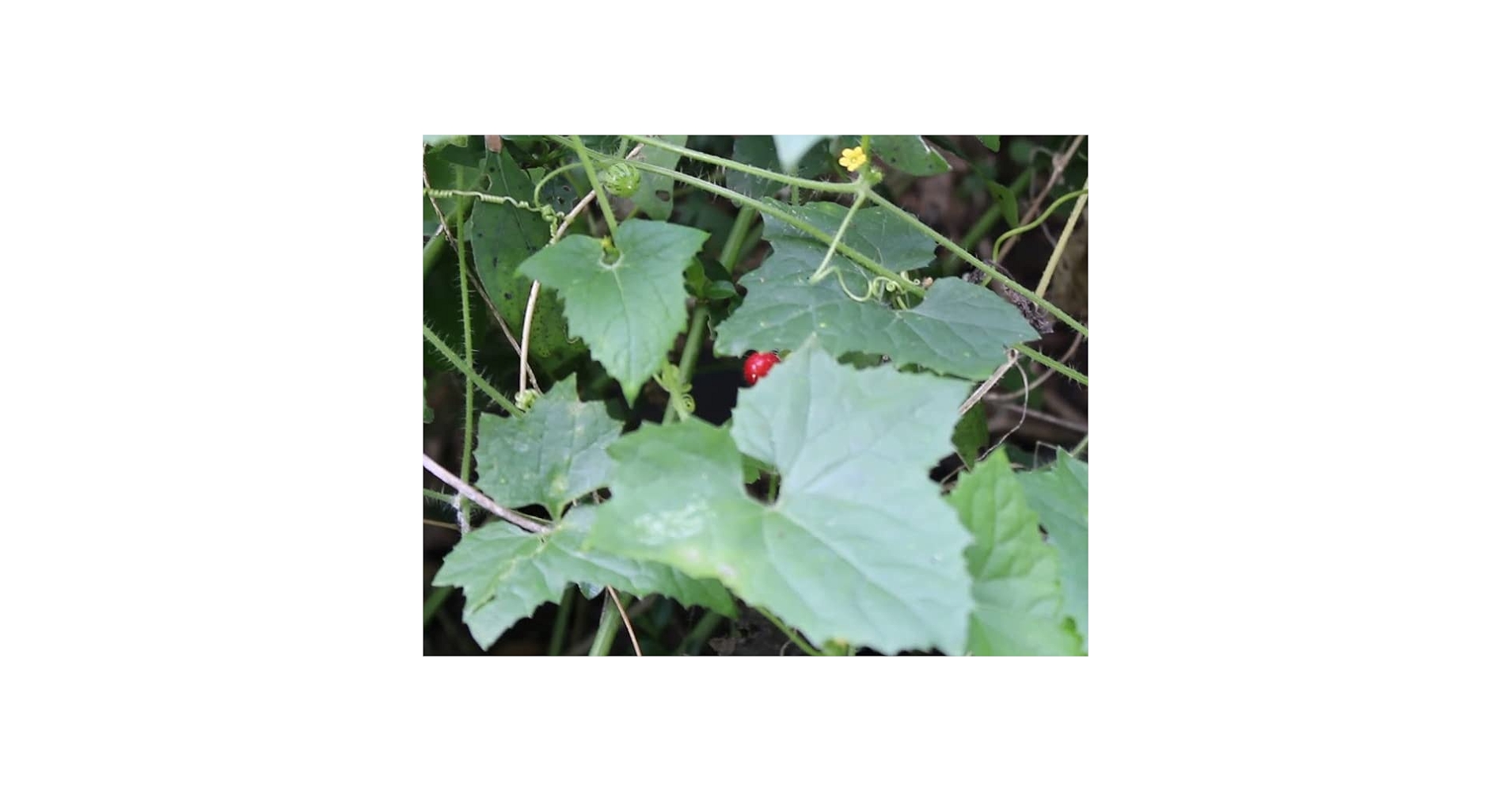 Simson porno komikslar Ashlynn Brooke yuzini parvarish qilish