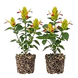 Set 2 Green Pink Shrimp Flowers Plant 4-6 Inch Tall, Multicolored Justicia Shrimp Bush Tropical Flower Shrub