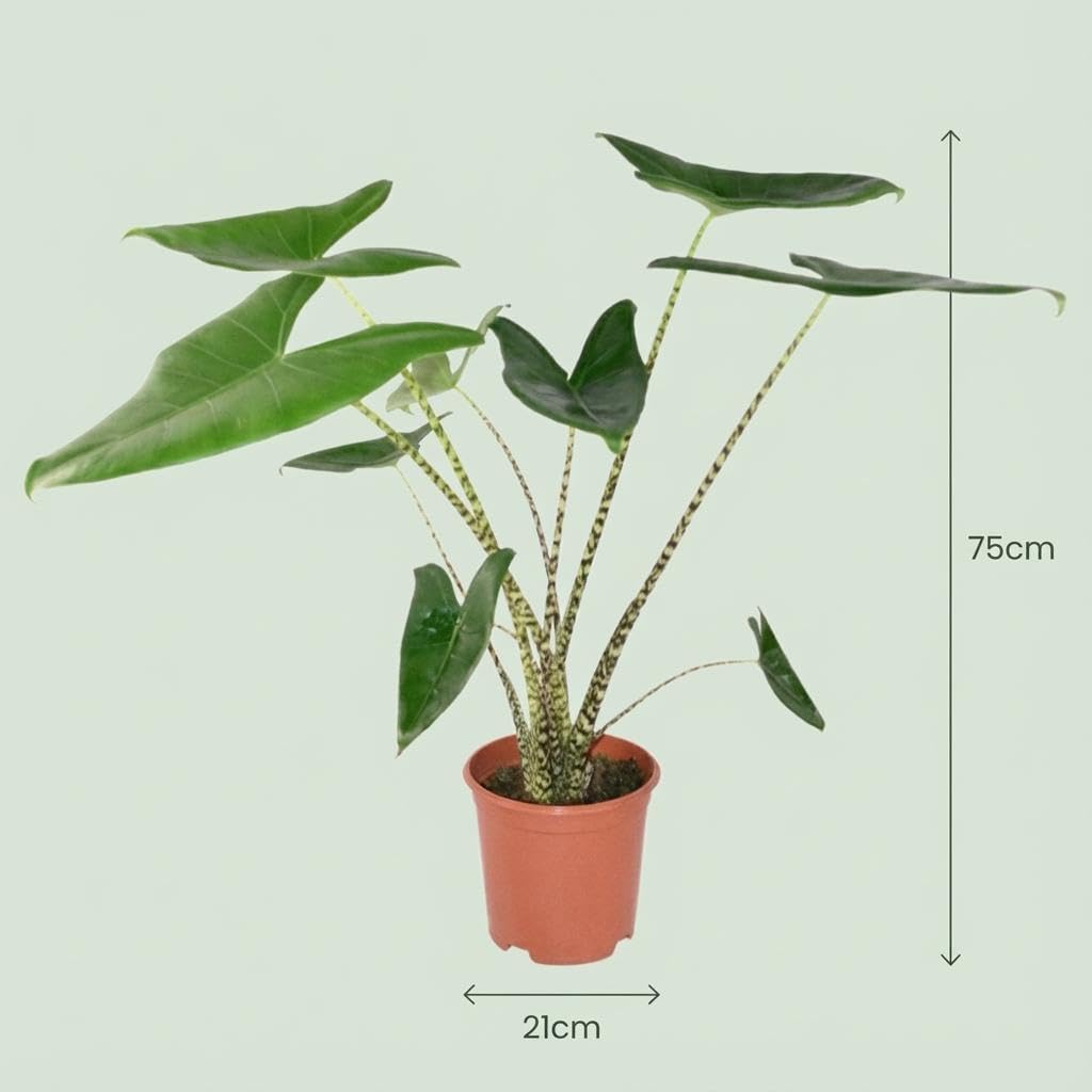Alocasia Zebrina Oreja de elefante – Planta de interior 70-75 cm – 21 cm con cesta de algas marinas – Planta verde tropical – Planta decorativa para salón y oficina