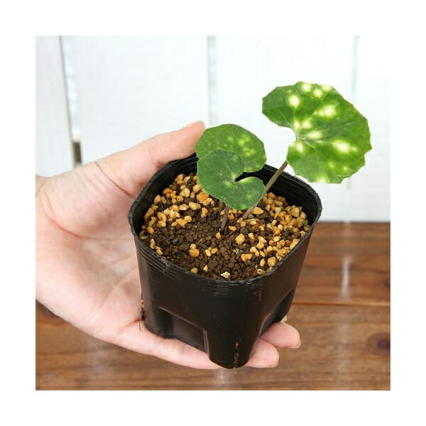 Amazon｜【charm】（山野草）ツワブキ（艶蕗）斑入りツワブキ 蛍斑 3