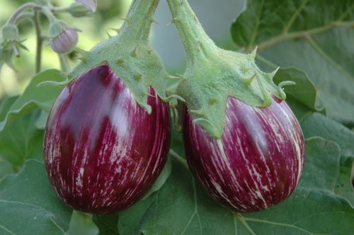 Creative Farmer Vegetable Seeds Kashmiri Brinjal Eggplant Seeds - Brinjal Cluster Seeds Seeds Organic Home Garden Seeds (B07N46J837) Amazon Price History, Amazon Price Tracker
