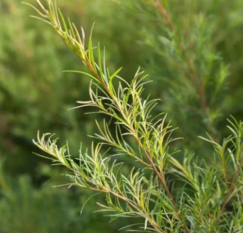 Aceite Esencial de Árbol de Té Orgánico 5 mL miniatura 4