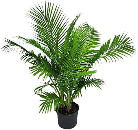 Majesty Palm Tree Plant in 7 Gallon Pot