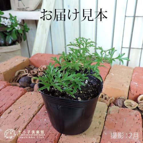Amazon.co.jp: 常緑クレマチス『カートマニージョー』オセアニア