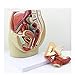 BD.Y Modello di assieme Anatomia pelvica Femminile Modello 3 Parti Il Modello della Sezione sagittale Mostra un'anatomia Importante della regione pelvica