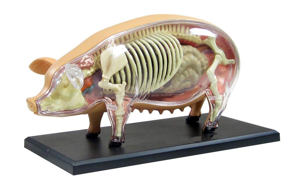 Edukacyjne modele medyczne, model anatomii zwierząt, model anatomiczny świni, zdejmowane 19 organów części ciała model zwierzęcy, materiał plastikowy model nauczania medycznego model szkieletu
