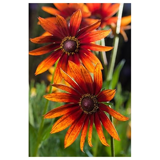 Pinewoods Coneflower semi misti - Rudbeckia bicolore