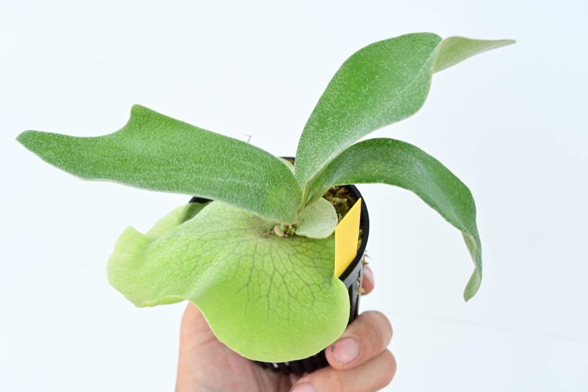 Amazon.co.jp: P.Banna#A⑤ @bikamori.com バンナ#A ビカクシダ : おもちゃ