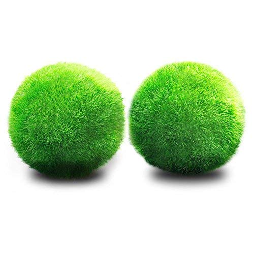 JIALONGZI Moss Ball Live Plant Aquarium Fish Tank Ornament Low Maintenance,Curbs Algae Growth