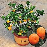 30 pezzi bella frutta commestibile mandarino agrumi arancione semi di albero bonsai popolare f