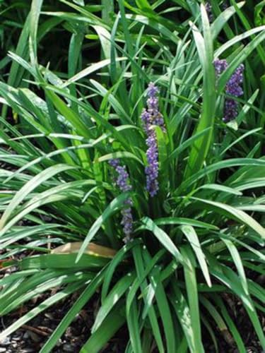 Perennial Farm Marketplace Liriope muscari Royal Purple (Lilyturf) Live Plant Size-4 Pot Deep Purple Late Summer Flowers
