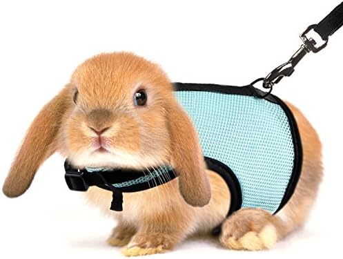 leash for bunnies