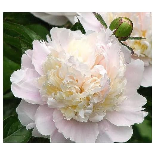 Shirley Temple Peony - Spectacular Double White Bare Root Peony…