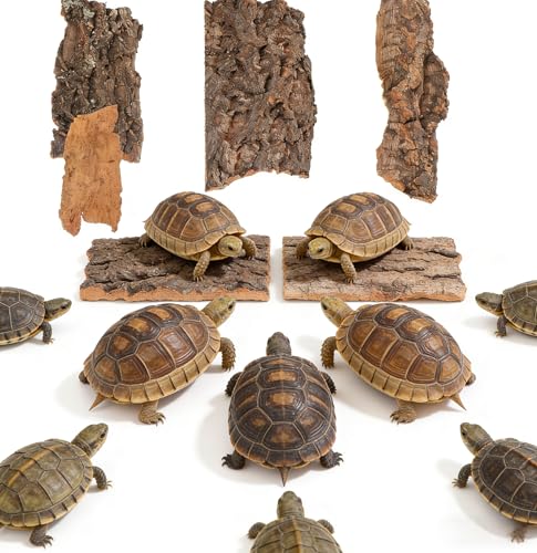 Image of Cork Bark for Reptiles, 4PCS Cork Terrarium Background, Pet Reptile Bark Bearded Dragon Tank Accessories for Bearded Dragon Lizard Geckos Tortoise, 3.2 to 5.5Inch